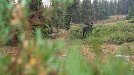 Large-Brown-Moose-Staring-At-Camera-In-Colorado-Rocky-Mountain-In-The-Rain