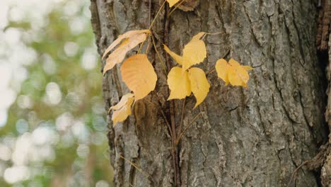 Gelbe-Rote-Blätter-Wachsen-Während-Der-Herbstsaison-An-Der-Seite-Eines-Baumes-Im-Wald