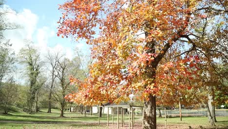 Mitad-Inferior-De-Un-Hermoso-árbol-De-Otoño-Rojo-Y-Amarillo-En-Un-Parque