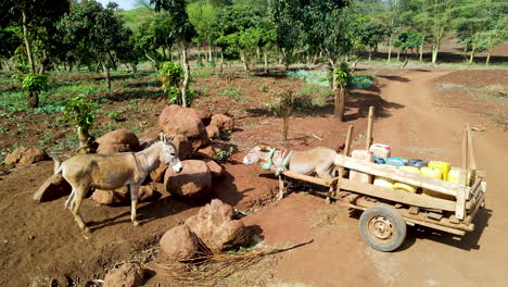 Maultiere-Stehen-Auf-Einer-Ländlichen-Farm-In-Kenia