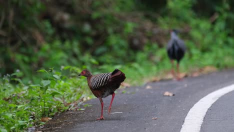 Seen-walking-on-the-pavement-looking-for-some-food-while-the-male-walks-away'-Siamese-Fireback,-Lophura-diardi,-Khao-Yai-National-Park,-Thailand
