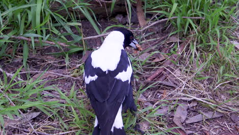 An-Australian-magpie-bird-and-rat-scrummaging-for-food-together
