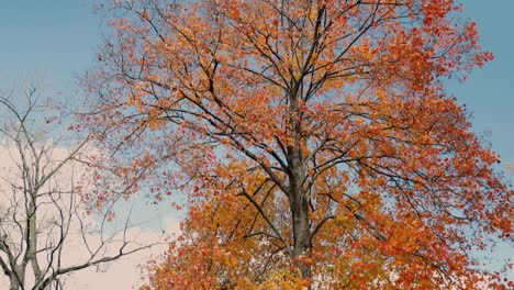 Large-trees-with-red-and-yellow-leaves-in-front-of-the-blue-sky-during-the-autumn-and-fall-season