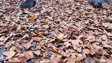 Squirrel-feeding-on-peanuts-between-red-autumn-leaves-on-park-pathway