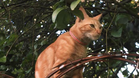 Domestic-cat-staring-around-over-a-wall-between-a-razor-wire-and-dense-leafy-green-vegetation-with-tree-branches-surrounding-it,-making-his-daily-walk-through-the-neighborhood