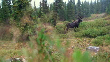 Rack-Focus-Of-Large-Brown-Moose-Standing-On-Colorado-Rocky-Mountains