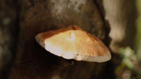 Wild-forest-mushroom-growing-out-of-a-log-during-the-autumn-season