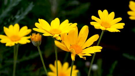 Kleine-Gelbe-Blumen-Bewegen-Sich-Vom-Wind-Im-Hof