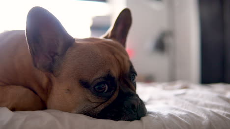 Porträtaufnahme-Einer-Müden-Französischen-Bulldogge,-Die-Bei-Sonnenlicht-Zu-Hause-Auf-Dem-Bett-Schläft---Ohren-Spitzen