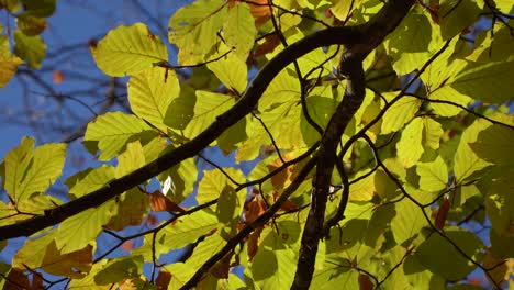 Yellow-leaves-and-tree-branches-in-Autumn-colors-shaken-by-the-light-breeze