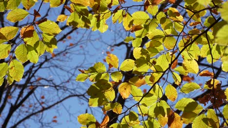Yellow-Leaves-and-Blue-Sky-against-Autumn-Dark-Branches,-static-shot