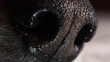 Makro-Der-Nase-Eines-Hundes-Mit-Auffälligen-Zinnen