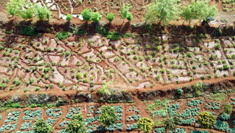 Beautiful-aerial-of-crops-and-trees-growing-on-a-farm-in-rural-Africa