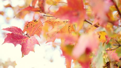 Schöne-Tiefrote-Und-Gelbe-Herbstblätter-Wehen-Friedlich-Im-Wind