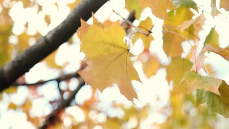 Schöne-Gelbe-Herbstblätter-Wehen-Friedlich-Im-Wind