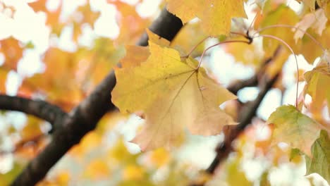Schöne-Gelbe-Herbstblätter-Wehen-Friedlich-Im-Wind