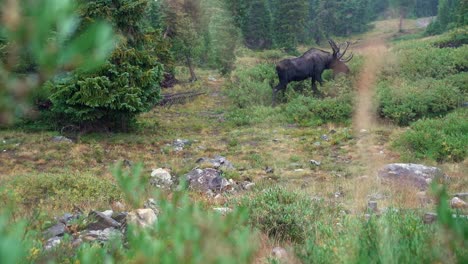 Large-Brown-Moose-Grazing-On-Colorado-Rocky-Mountain-Grass-And-Bushes-In-The-Rain
