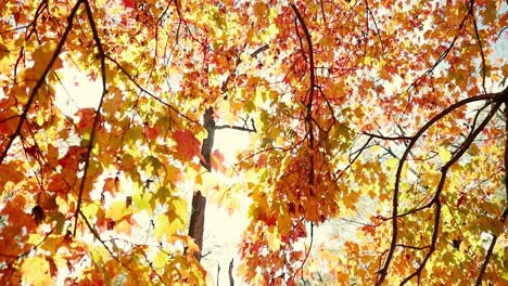 Schöner-Herbstbaum-Mit-Herbstlaub,-Durch-Den-Die-Sonne-Scheint