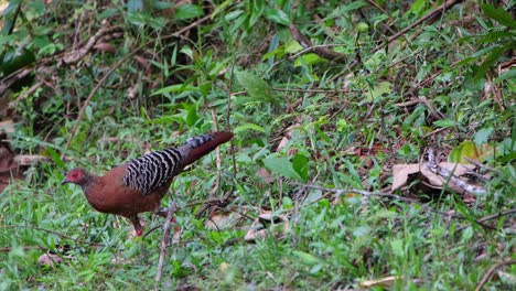 A-female-seen-foraging-for-its-breakfast-in-the-forest-and-then-walks-away-to-the-left