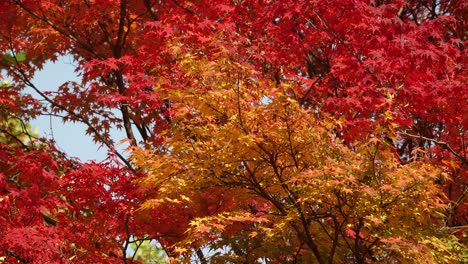 Graues-Baumeichhörnchen,-Das-Auf-Roten-Und-Orangefarbenen-Ahornbaumzweigen-Im-Koreanischen-Park-Springt