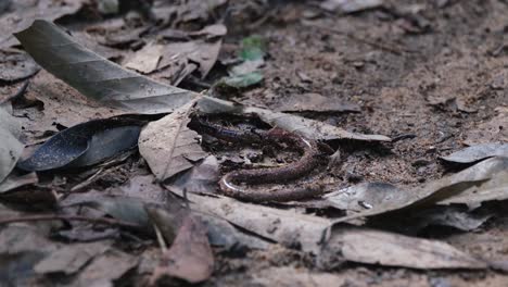 An-Earthworm-seen-coiling-its-body-in-pain-as-the-black-army-of-ants-attacked-it-together