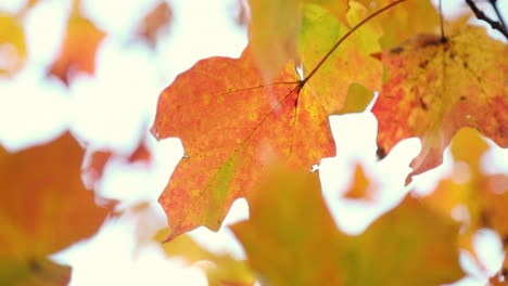 Schöne-Rote-Und-Gelbe-Herbstblätter-Wehen-Friedlich-Im-Wind