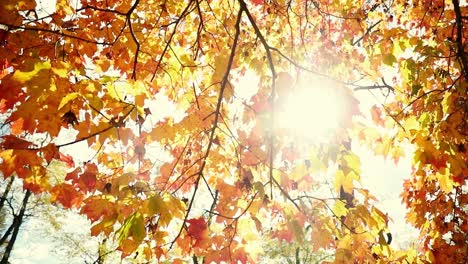 Schöner-Herbstbaum-Mit-Herbstlaub,-Durch-Den-Die-Sonne-Scheint