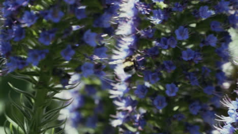Nahaufnahme-Der-Biene,-Die-Den-Violetten-Stolz-Der-Madeira-Blume,-Echium-Candicans,-Bestäubt