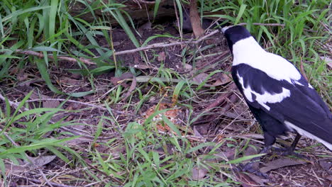 A-magpie-and-rodent-rat-fighting-over-food-left-on-the-ground-at-a-picnic-ground
