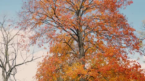 Große-Bäume-Mit-Roten-Und-Gelben-Blättern-Vor-Dem-Blauen-Himmel-Während-Der-Herbst--Und-Herbstsaison