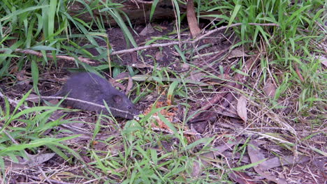 Small-grey-rodent-bush-rat-eating-scraps-of-food-off-the-ground-in-a-forest