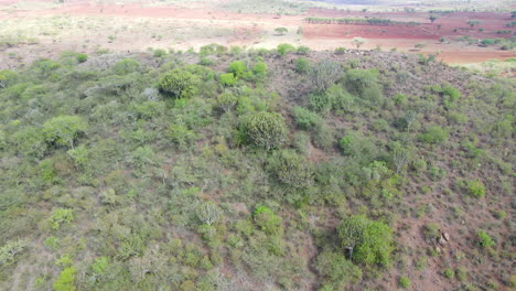 Aerial-of-trees-and-green-bushes-growing-on-hil