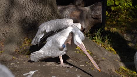 Big-pelican-with-foot-tag-cleaning-itself,-medium-shot