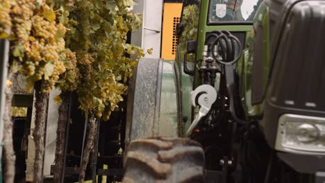 Blick-Von-Der-Vorderseite-Des-Traktors,-Während-Der-Mechanische-Pflücker-Trauben-Erntet,-Indem-Er-Die-Reben-Schüttelt