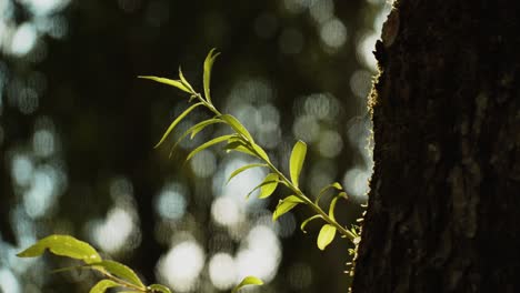 New-Sprout-On-The-Tree-Trunk-with-Bokeh-Lights-In-The-Background
