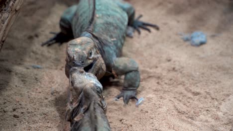 Two-iguanas-fighting-and-biting-each-other-on-sandy-ground