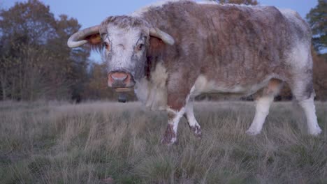 Eine-Einsame-Englische-Longhorn-Kuh,-Die-Neugierig-In-Die-Kamera-Starrt-Und-Kaut