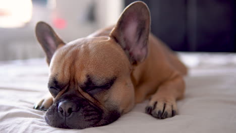 Sleepy-french-bulldog-lying-on-the-bed