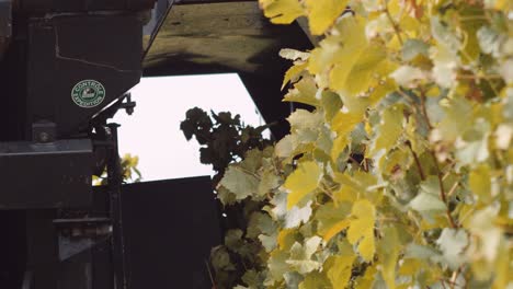 Mechanical-harvester-straddles-grapevine-trellis-to-harvest-wine-grapes