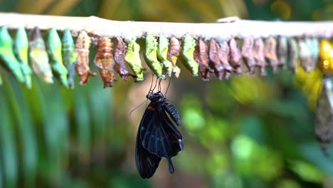 Close-up-of-freshly-hatched-black-butterfly-with-many-cocoons-around