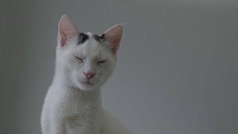 Schläfrige-Junge-Weiße-Katze-Mit-Schwarzen-Flecken,-Die-Stehen-Und-Sich-Umsehen