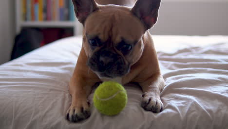 Close-up-shot-of-cute-french-bull-dog-playing-with-tennis-ball-on-bed-at-home-during-daytime---slow-motion-shot