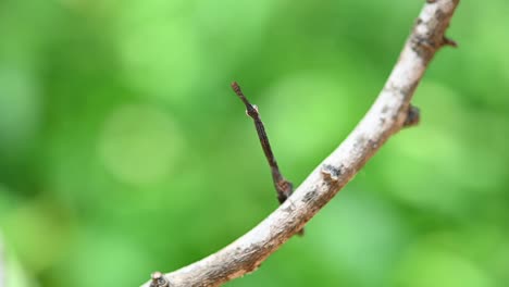 Looking-at-the-camera-then-looks-down-suddenly-pretending-to-be-part-of-the-twig,-Praying-Mantis,-Phyllothelys-sp