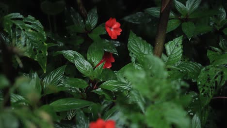 Red-wet-flowers-growing-near-a-waterfall-in-a-rainforest