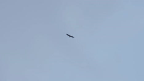 Soaring-high-towards-the-left-navigating-a-hazy-blue-sky,-Himalayan-Griffon-Vulture-Gyps-himalayensis,-Thailand