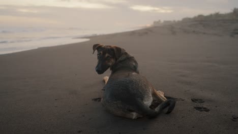 Haushund,-Der-Im-Sand-Entlang-Der-Küste-Des-Tropischen-Strandes-Liegt