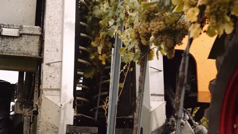 Insightful-view-of-mechanical-harvester-beating-grapes-off-of-grapevines
