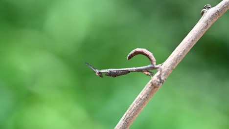 Relaxing-on-a-twig-then-suddenly-shakes-its-forelegs-forward-and-sways-to-the-left-and-right-pretending-to-be-part-of-the-branch,-Praying-Mantis,-Phyllothelys-sp
