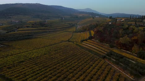 Cinematic-yellow-and-green-vineyard-fields-on-hills-in-Valpolicella,-Verona,-Italy-in-autumn-after-harvest-of-grapes-for-red-wine-by-sunset-surrounded-by-traditional-farms