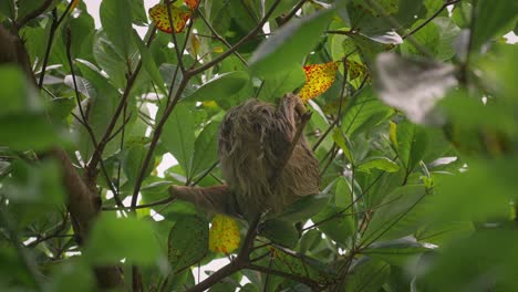 Pelziges-Zweifingerfaultier,-Das-Im-Tropischen-Dschungel-Von-Costa-Rica-Am-Baumzweig-Hängt